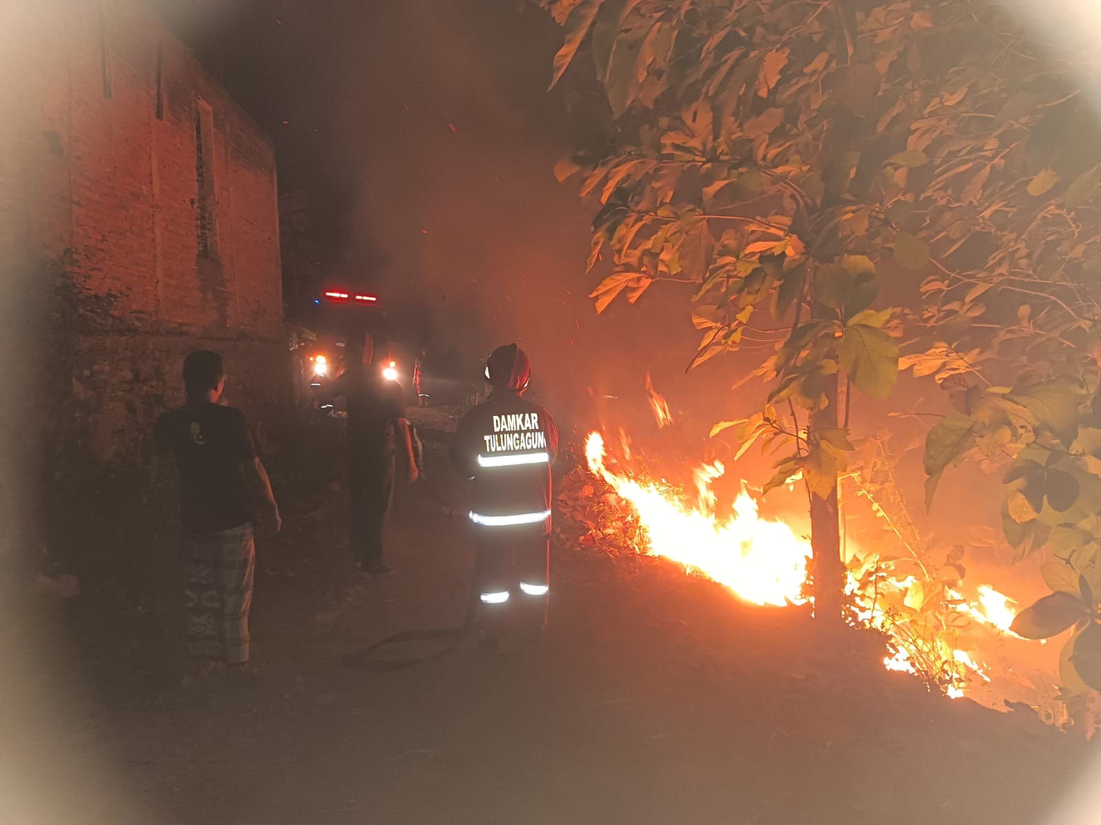 Kebakaran, Hektare, Lahan Jati, Tulungagung, Diselidiki