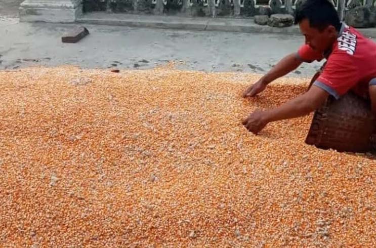 Petani di Kediri Rasakan Dampak Harga Jagung Turun