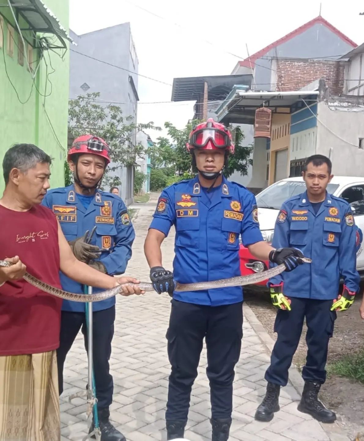 Lagi, Ular Sepanjang 2 Meter Masuk ke Toko Warga Kelurahan Sumbergedong Trenggalek