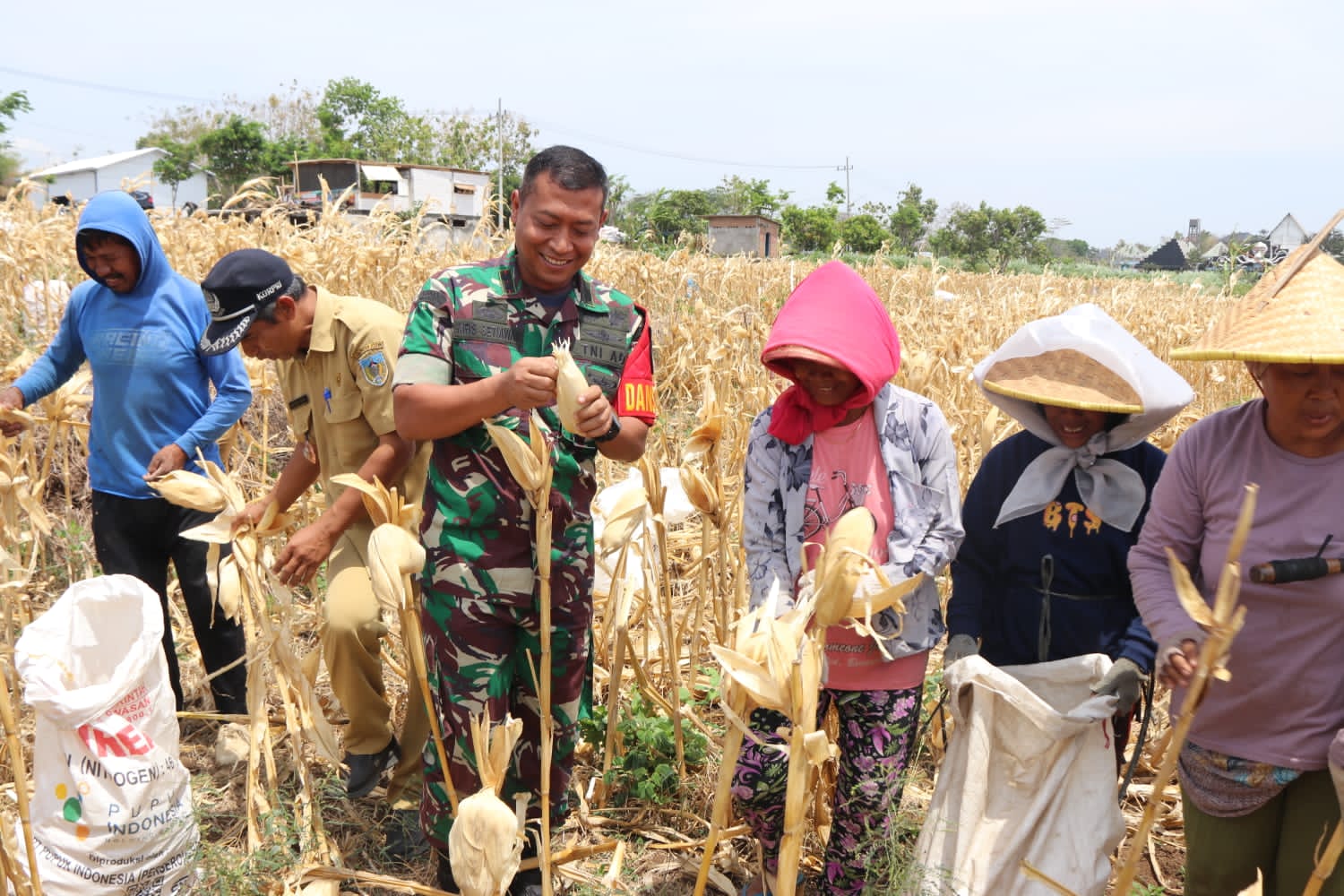 Bersama Warga Desa Pagung Dandim 0809 Kediri Panen Jagung di Lokasi TMMD Ke-122