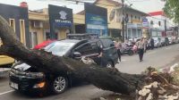 Pohon Tumbang di Depan Mapolres Ponorogo, Satu Mobil Inova Ringsek
