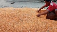 Memasuki Musim Hujan Harga Jagung di Kediri Anjlok Rp4.800 per Kilogram