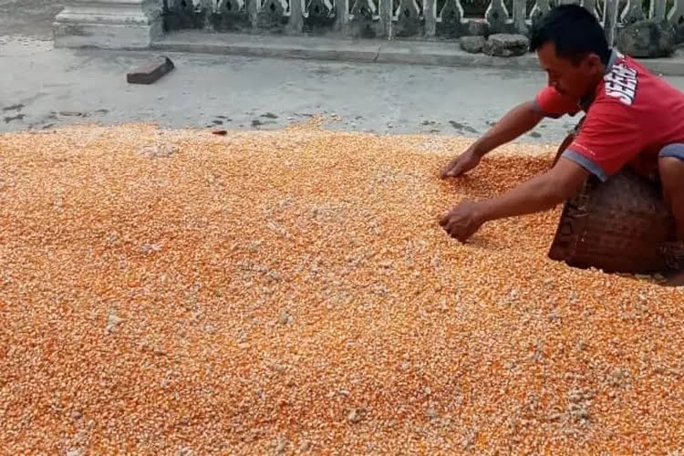 Memasuki Musim Hujan Harga Jagung di Kediri Anjlok Rp4.800 per Kilogram