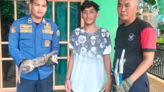 Macan Rembah Satroni Dapur Rumah Warga Trenggalek untuk Cari Makan, Begini Ceritanya