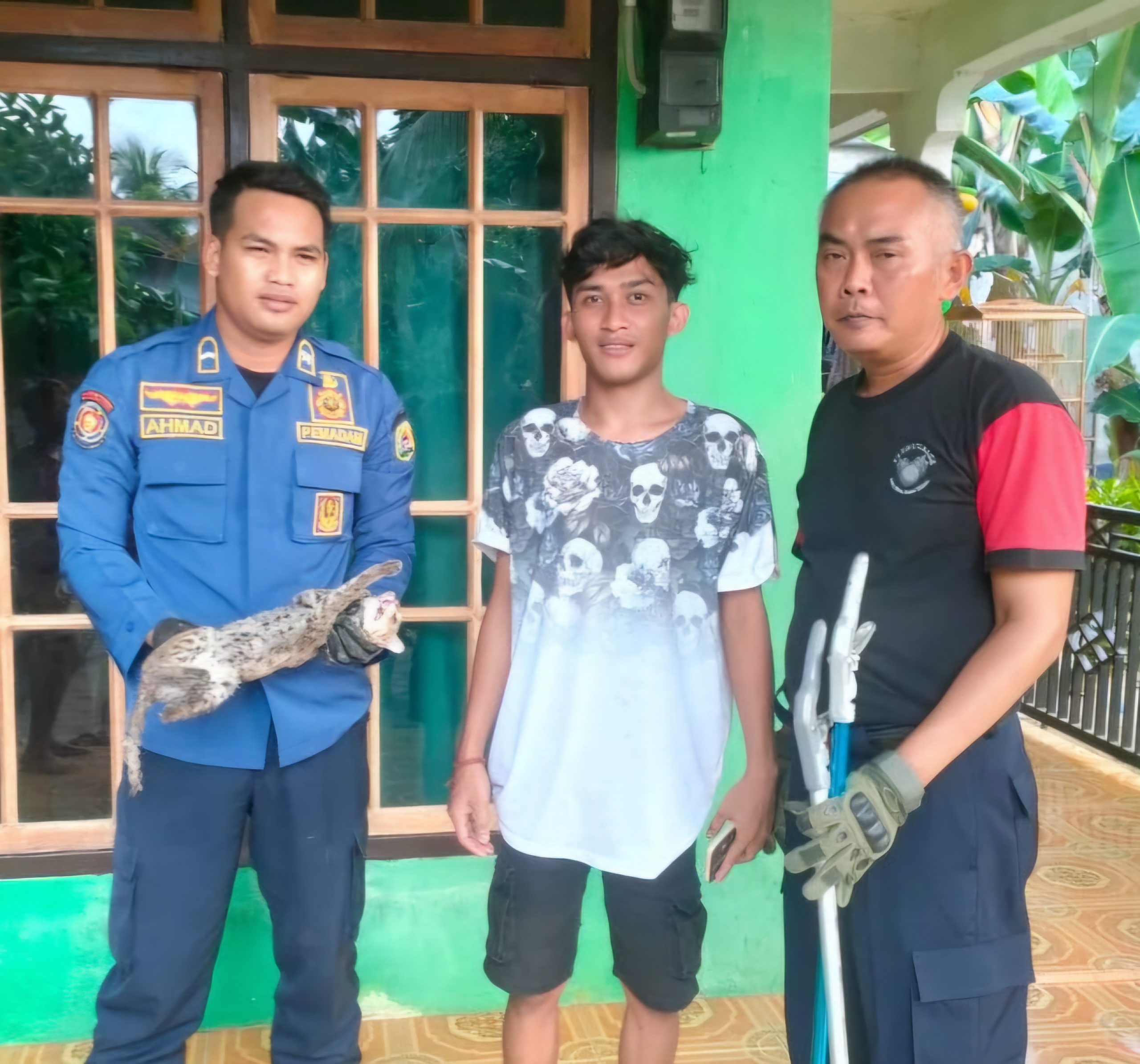 Macan Rembah Satroni Dapur Rumah Warga Trenggalek untuk Cari Makan, Begini Ceritanya