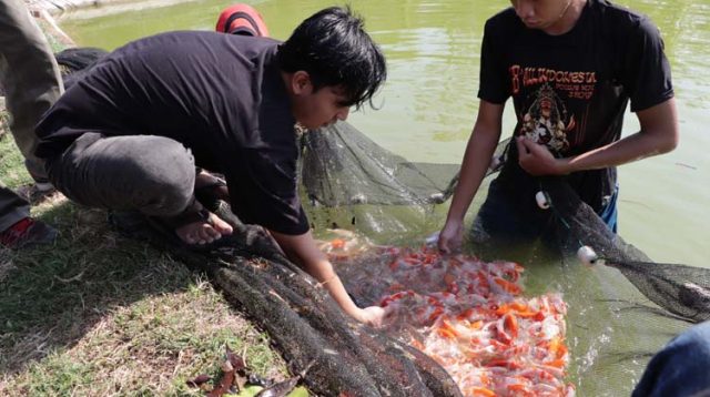 Pemuda Ponorogo Ini Nekat Terbang Ke Jepang Untuk Belajar Budidaya Ikan Koi. Ternyata Hasilnya Bikin Full Senyum