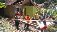 F-Rumah Enam Rumah Tertimpa Pohon Tumbang, Satu Warga Luka-luka, Ini Penjelasan BPBD Kabupaten Trenggalek