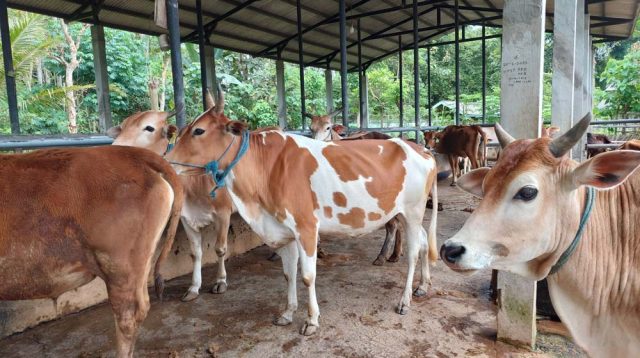 Jadi Identitas Daerah, Trenggalek Pertahankan Eksistensi Sapi Galek’an yang Hampir Punah