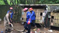 Petugas Evakuasi Belasan Ular di Pemukiman, Satpol PP dan Damkar Trenggalek : Musim Hujan Ular Rentan Masuk Rumah