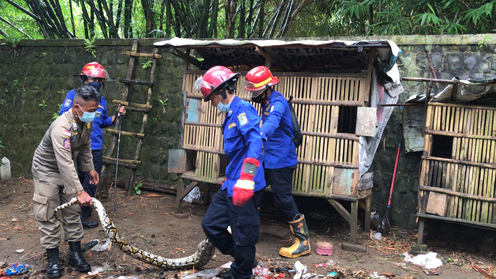 Petugas Evakuasi Belasan Ular di Pemukiman, Satpol PP dan Damkar Trenggalek : Musim Hujan Ular Rentan Masuk Rumah