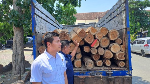 Oknum Perangkat Desa di Jombang Terlibat Penebangan Liar Kayu Jati, Akan Dijual ke Wilayah Sidoarjo