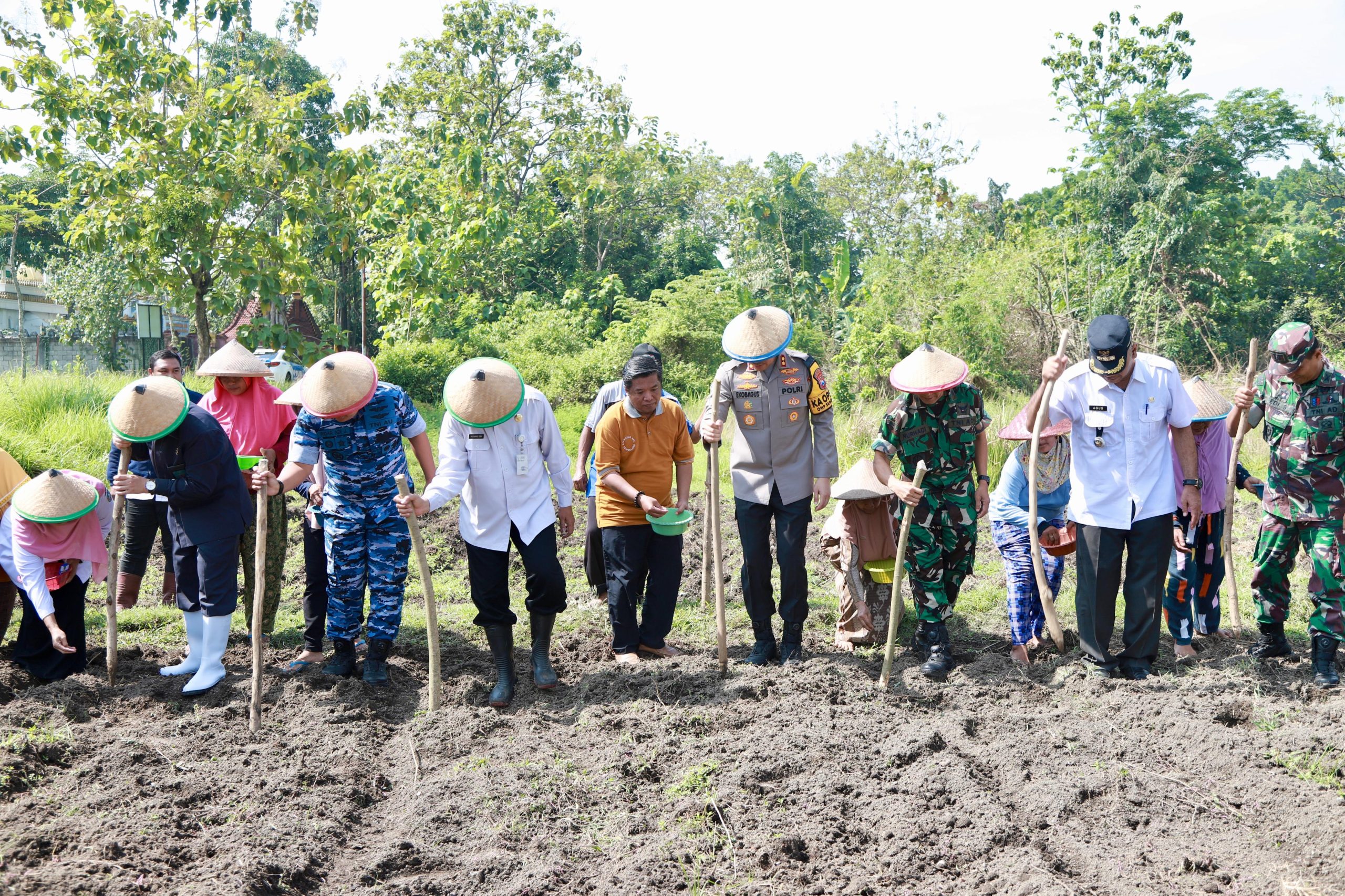 Sinergi Polres Jombang dengan Forkopimda Jaga Ketahanan Pangan dengan Penanaman Jagung di Lahan Kosong