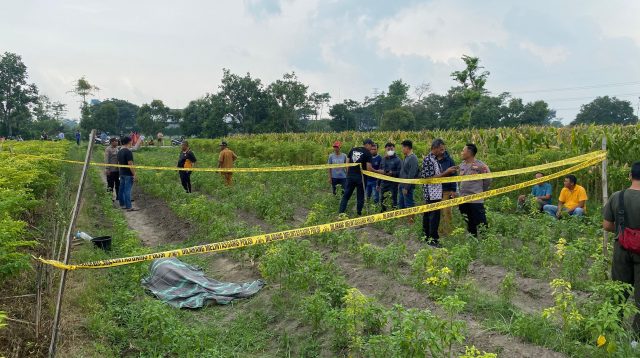 Petani Ditemukan Tewas di Lahan Cabai, Diduga Ini Penyebabnya