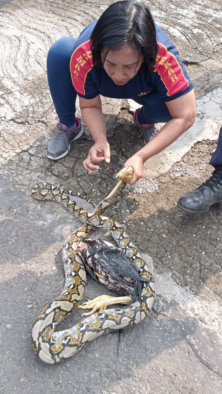 Sering Kehilangan Hewan Ternak, Warga Ponorogo Kaget Temukan Ular Piton di Kandang Ayam