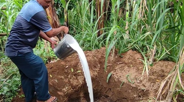 Peternak Sapi di Boyolali Mandi Susu Bentuk Protes ke Pemerintah dan Pabrik, Bagaimana Dengan Ponorogo?