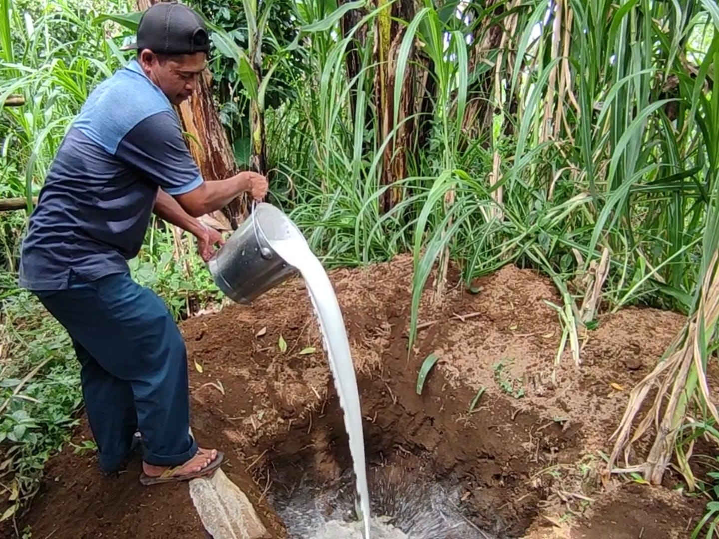 Peternak Sapi di Boyolali Mandi Susu Bentuk Protes ke Pemerintah dan Pabrik, Bagaimana Dengan Ponorogo?
