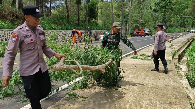 Puluhan Pohon Disterilisasi, Ini Penjelasan BPBD Kabupaten Trenggalek