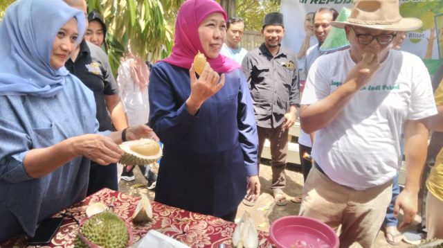 Kunjungi Blitar, Gubernur Jawa Timur Terpilih Khofifah Cicipi Blackthorn, Durian Sultan di Kebun Srengat