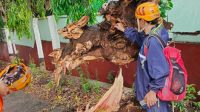 F-Batu- Pohon (2) Pohon Tumbang Robohkan Tembok Panti Sosial di Batu