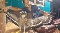 F-Elang (2) Amankan Elang Bido Sakit usai Tarung, Hari ini Diserahkan ke BKSDA Kediri