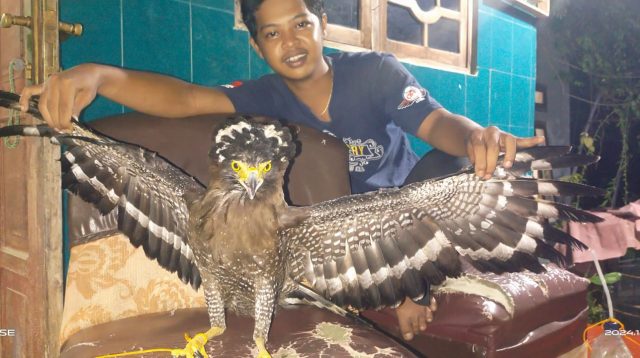 Amankan Elang Bido Sakit usai Tarung, Hari ini Diserahkan ke BKSDA Kediri