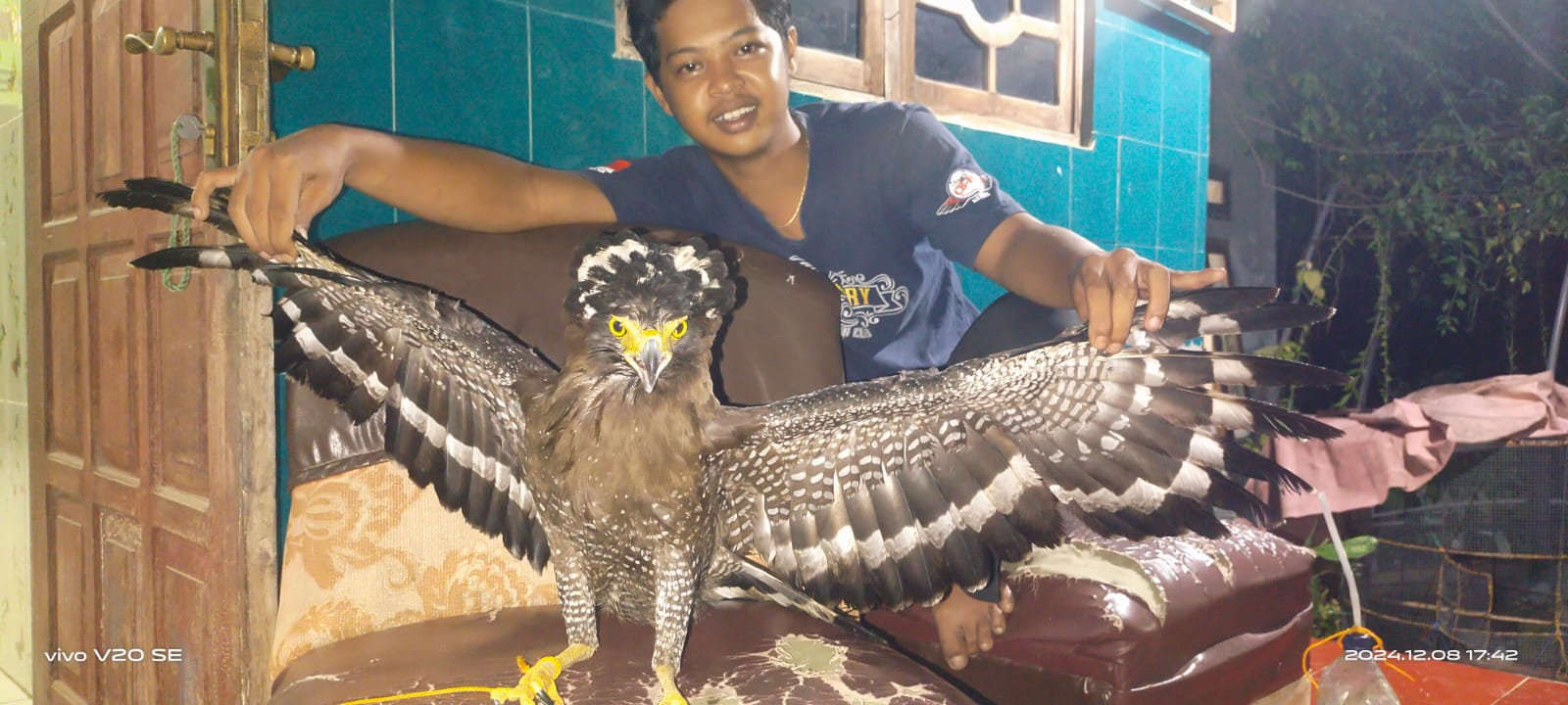 Amankan Elang Bido Sakit usai Tarung, Hari ini Diserahkan ke BKSDA Kediri