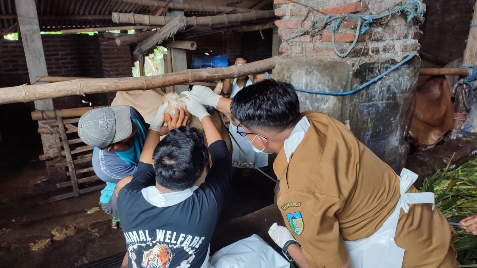 Empat Sapi di Desa Joho Kecamatan Wates Terpapar PMK