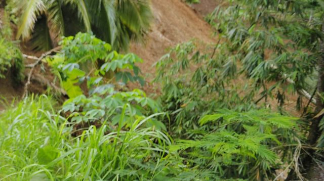 Antisipasi Bencana Tanah Gerak, Pemkab Trenggalek Bakal Galakkan Penanaman Pohon Berakar Kuat di Lahan Gembur Area Pegunungan