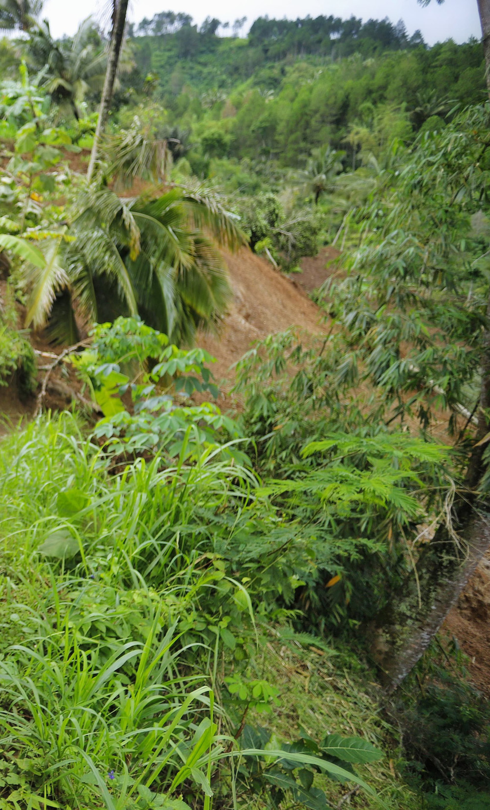 Antisipasi Bencana Tanah Gerak, Pemkab Trenggalek Bakal Galakkan Penanaman Pohon Berakar Kuat di Lahan Gembur Area Pegunungan