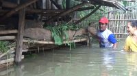 Warga Terdampak Banjir Mulai Khawatir Kondisi Hewan Ternak