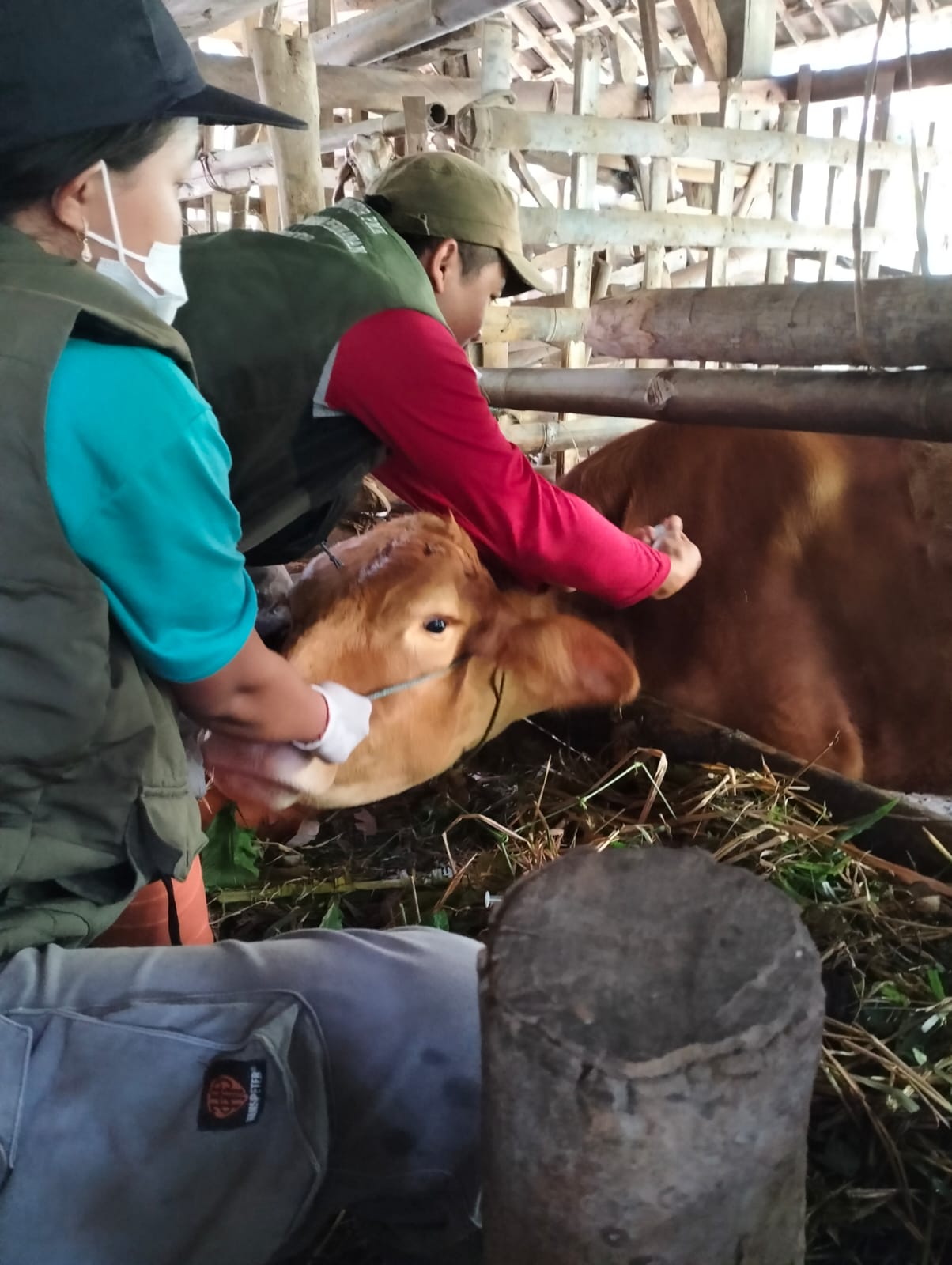 Ratusan Sapi Mulai Terjangkit PMK , Disnakkan Kabupaten Blitar: Peternak Diharap Waspada