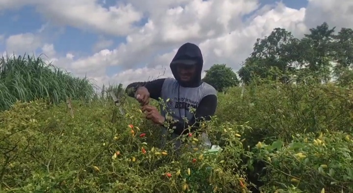 Dampak Harga Naik, Petani Cabai di Blitar Sekali Panen Rp 5 Juta