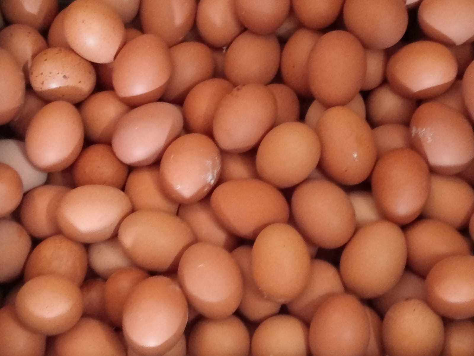 Harga Telur Ayam Terjun Bebas Usai Nataru, di Kabupaten Kediri Eceran Tinggal Rp 25.000 Perkilogram