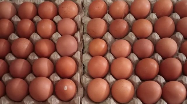 Pasar Lesu, Stok di Kandang Melimpah, dan Harganya Murah…!, Inilah Kondisi Telur Ayam Saat Ini