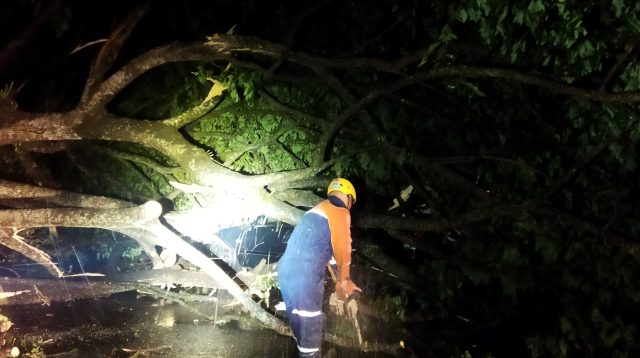 Imbas Hujan Disertai Angin Kencang, Pohon Timbang di Beberapa Titik Kabupaten Tulungagung