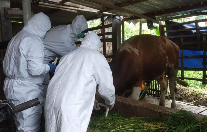 Cegah Penyebaran Virus PMK, Pembatasan Lalu Lintas Hewan Ternak Diberlakukan di Kota Batu