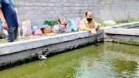 Produksi Ikan Hias Kabupaten Kediri Meningkat di Akhir Tahun 2024