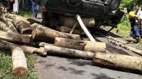 Pikap Bermuatan Sengon Terguling, Muatan Tumpah, Jalur Lumpuh Sementara