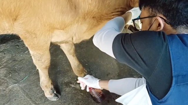 Puluhan Sapi Mati, Lainnya Dilaporkan Terjangkit PMK, Kali Ini Jadi Kasus Tertinggi