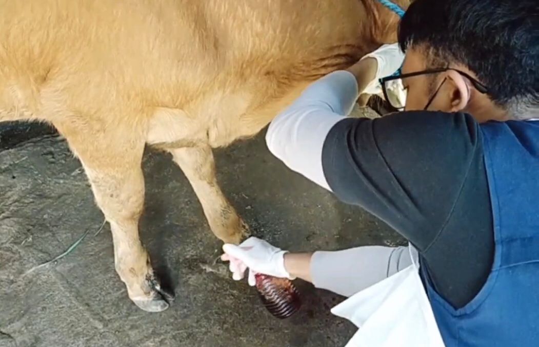 Puluhan Sapi Mati, Lainnya Dilaporkan Terjangkit PMK, Kali Ini Jadi Kasus Tertinggi