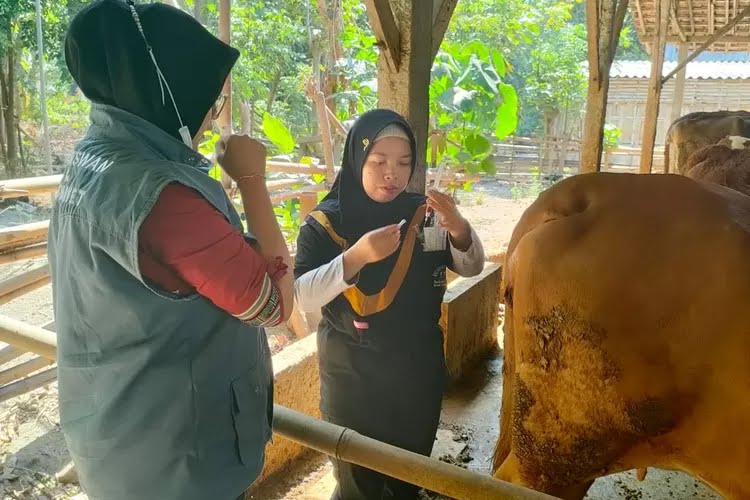 Cegah PMK Meluas, DKPP Kabupaten Kediri Gencar Vaksinasi Ternak