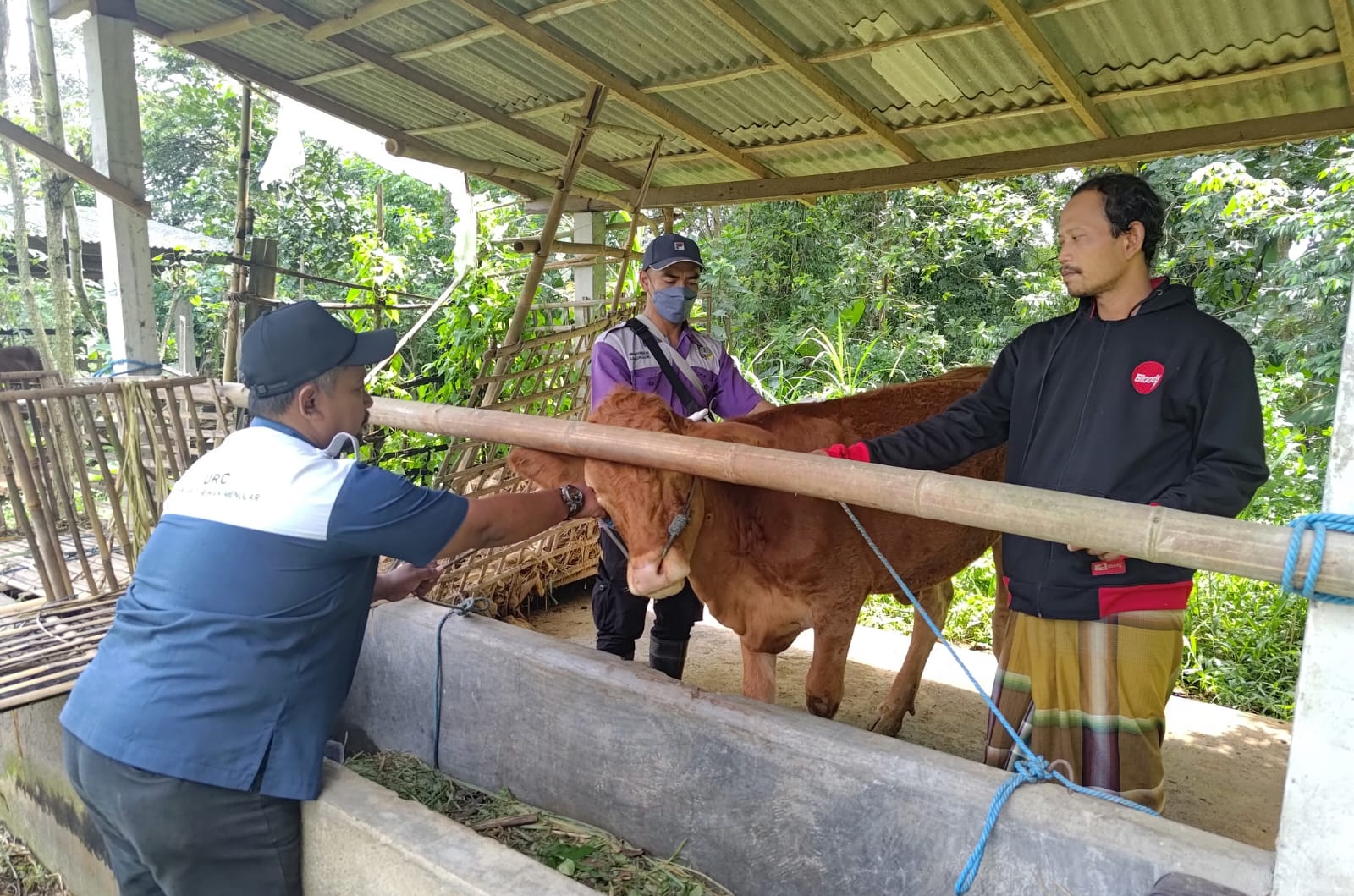 Terima Jatah 10.500 Dosis Vaksin PMK, Disnakeswan Tulungagung: Hanya Menjangkau Sebagian Populasi Ternak