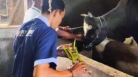 DKPP Kabupaten Kediri Pasang Eartag untuk Sapi yang Sudah Divaksin dan Sehat