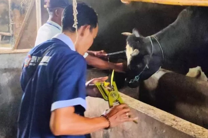 DKPP Kabupaten Kediri Pasang Eartag untuk Sapi yang Sudah Divaksin dan Sehat