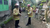 F-Ular Ngeri ! Ratusan Ular Dievakuasi di Area Permukiman Warga Trenggalek