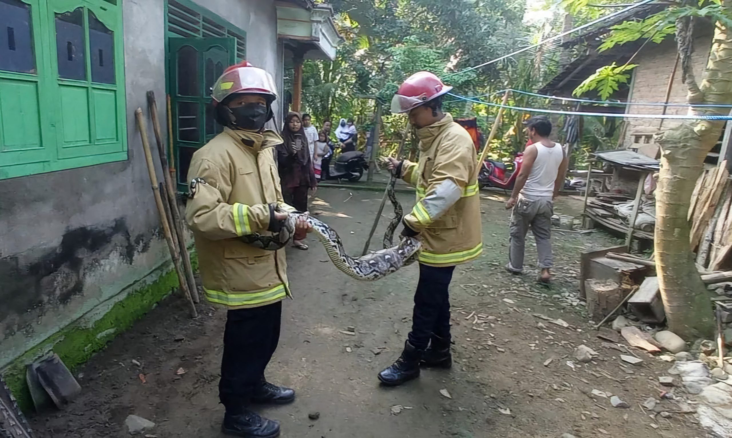 Ngeri ! Ratusan Ular Dievakuasi di Area Permukiman Warga Trenggalek