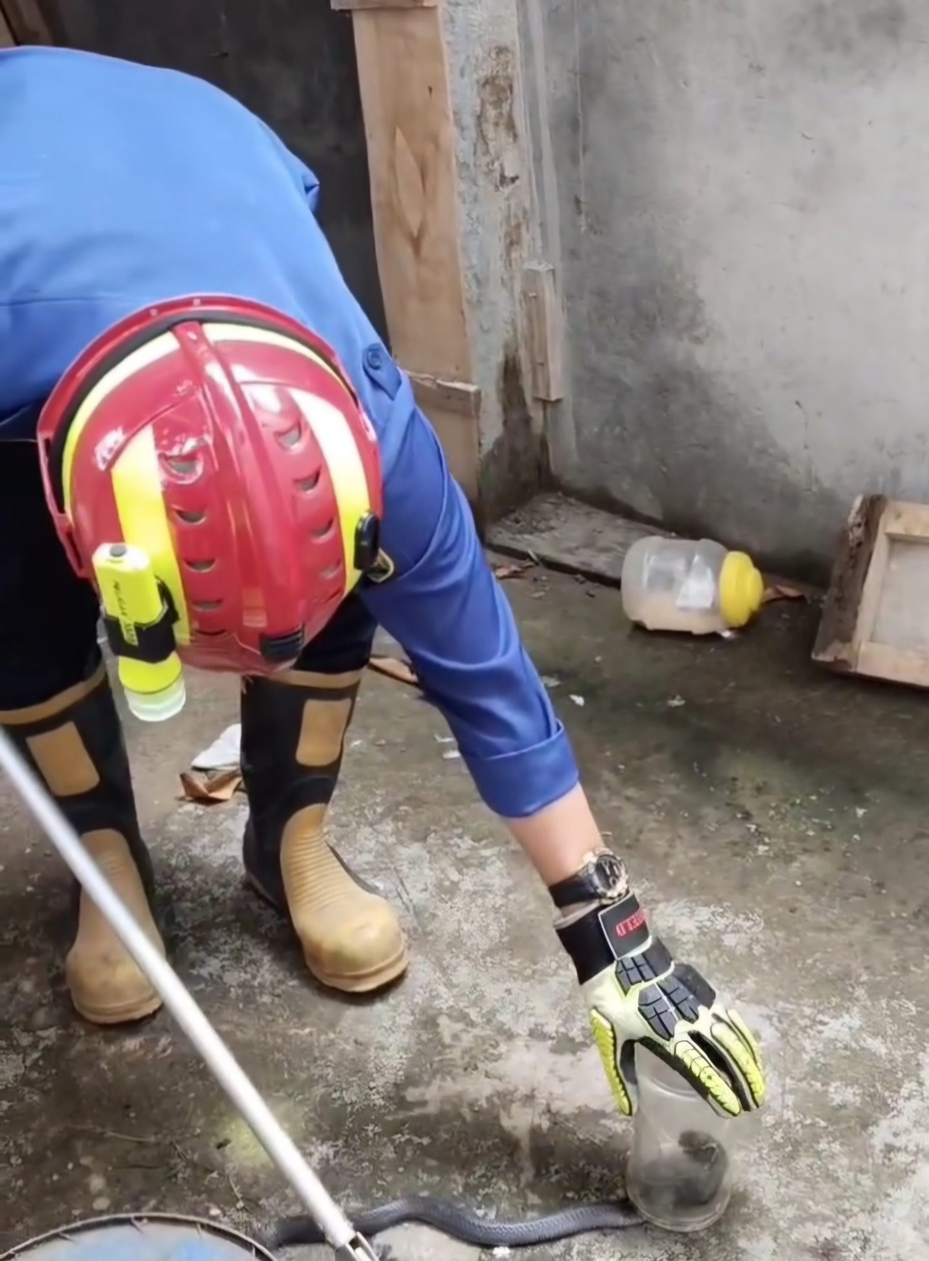 Waspada di Musim Hujan, Burung Warga Trenggalek Mati marena Ular Cobra