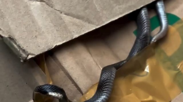 Ular Cobra Jawa Masuk ke Rumah Warga Trenggalek, Hati-hati di Musim Penghujan