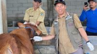 Sebanyak 323 Sapi Terjangkit PMK di Jombang, Tiga Kecamatan jadi Titik Persebaran Terbanyak