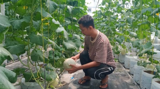 Maksimalkan Keuntungan Budidaya Melon dengan Greenhouse ala Petani Mojongapit